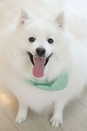 スピッツ ブログ Dog Garden Cherry Blossom 静岡県浜松市