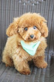 タイニープードル ブログ Dog Garden Cherry Blossom 静岡県浜松市